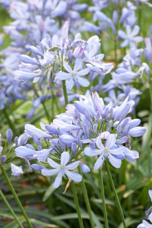 Agapanthus praecox ssp. minimus, 'Peter Pan'