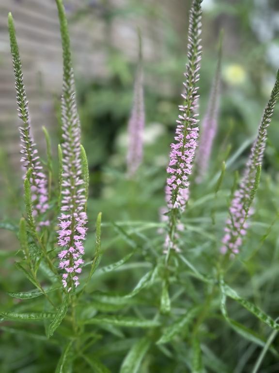 Veronica longifolia, 'Pink Shades'