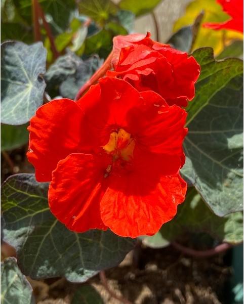 Tropaeolum majus, 'Indian Chief'