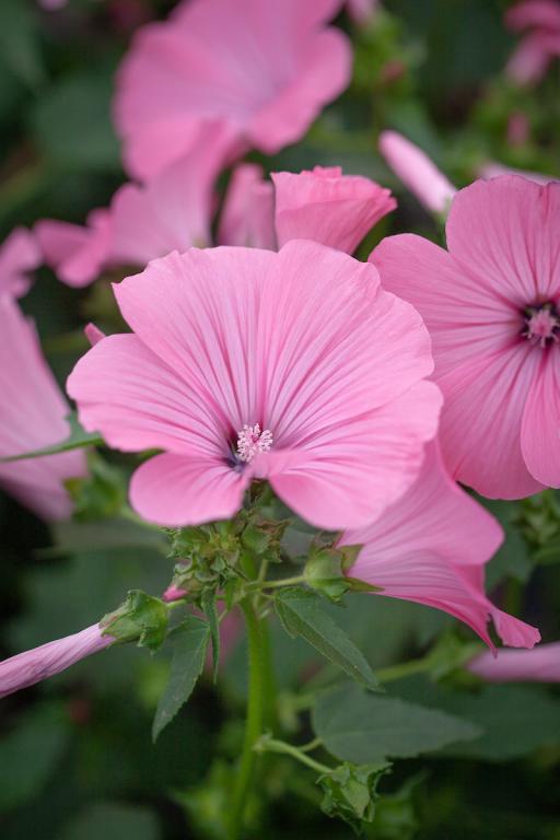 Lavatera trimestris, 'Loveliness'