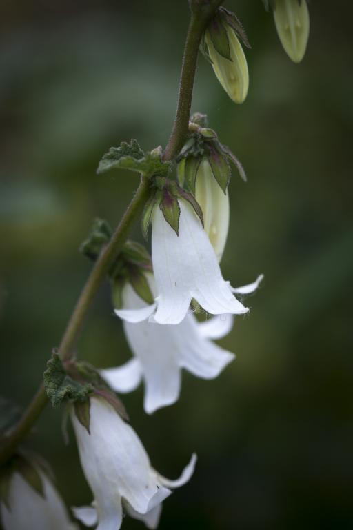 Campanula alliariifolia