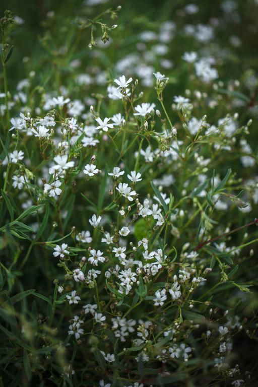 Gypsophila repens