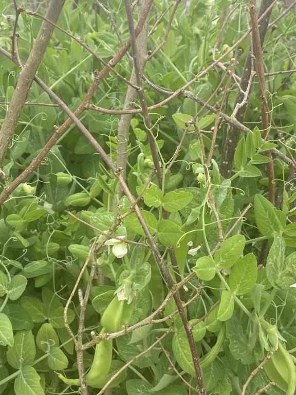 Pea, Petits Pois & Sugar Snap, 'Delikett'