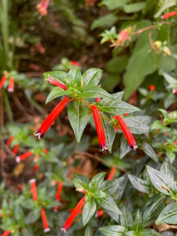 Cuphea ignea