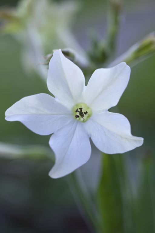 Nicotiana sylvestris
