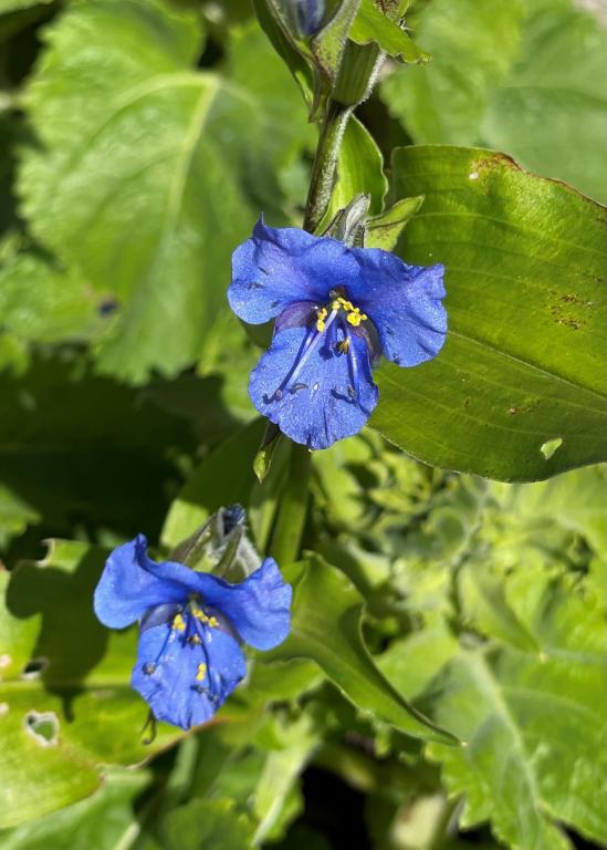 Commelina coelestis, 'Sleeping Beauty'