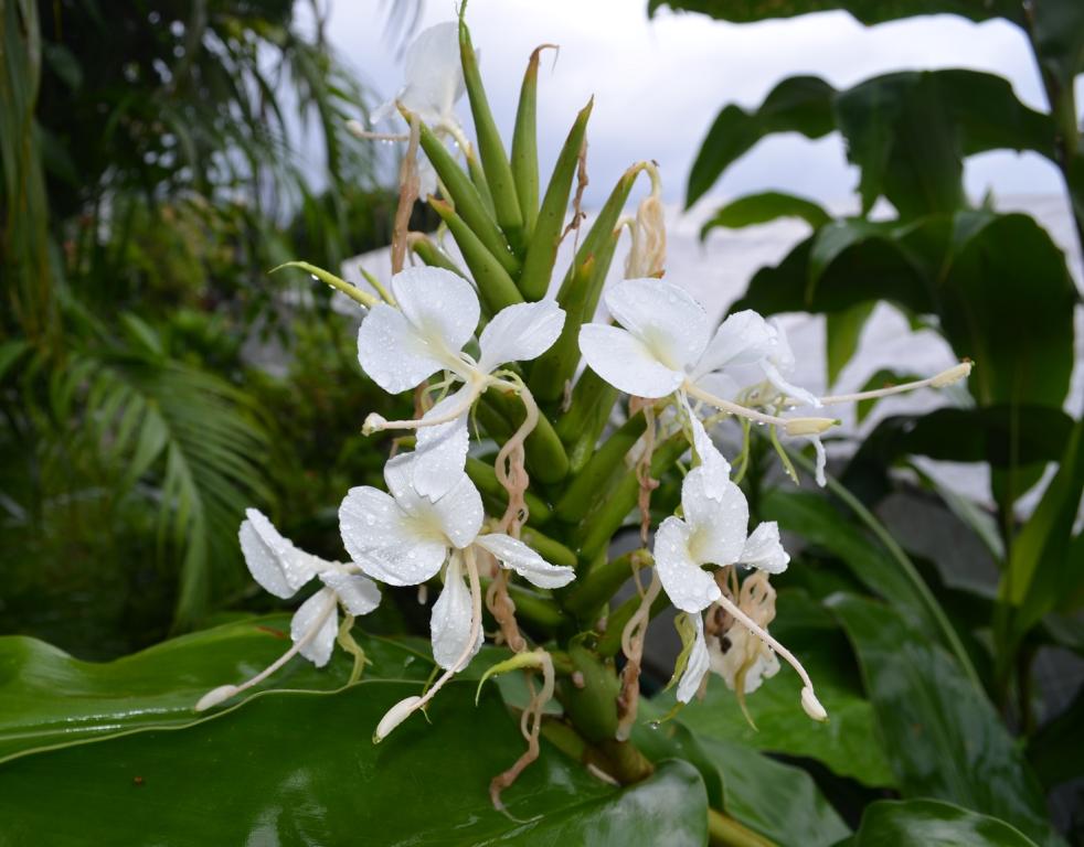 Hedychium stenopetalum