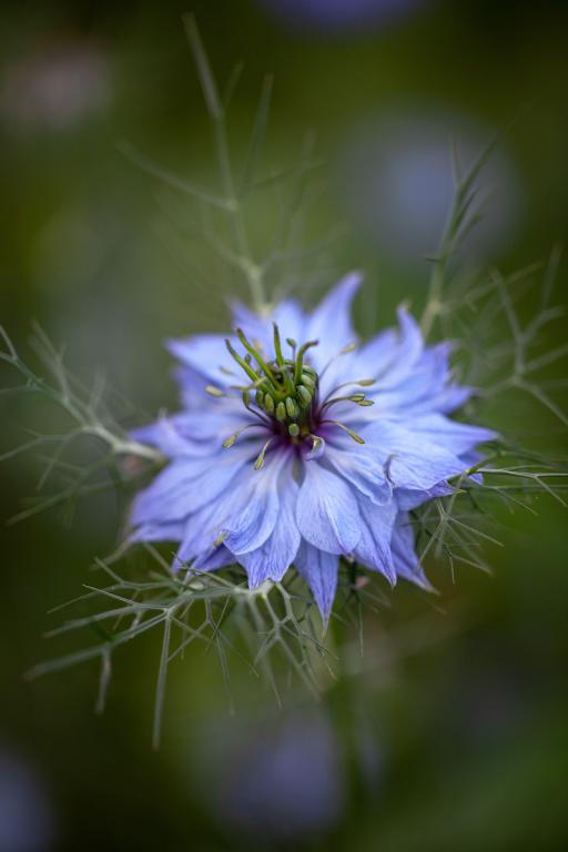 Nigella damascena, 'Miss Jekyll'