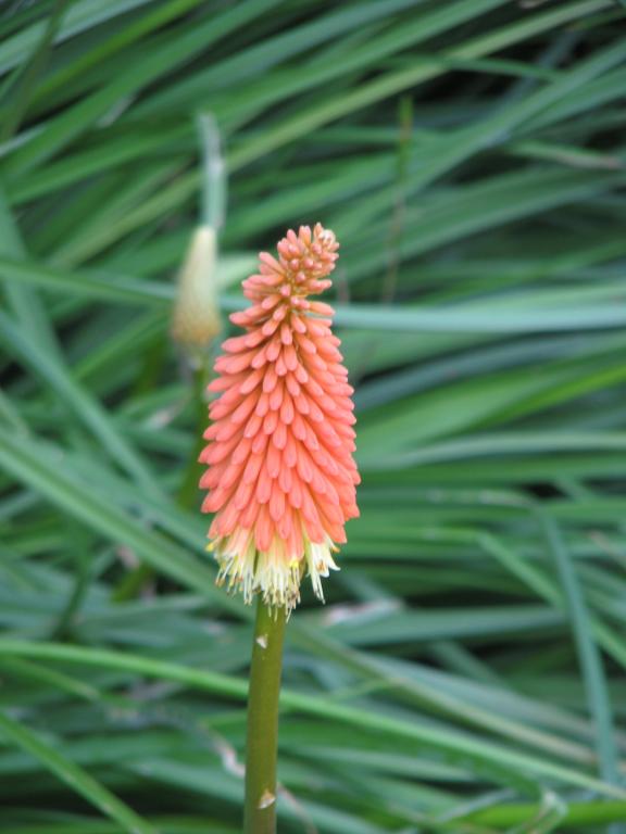 Kniphofia, 'Royal Castle Hybrids'