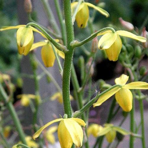 Albuca shawii