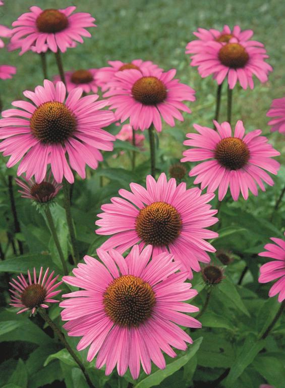 Echinacea purpurea, 'Prima Donna Deep Rose'