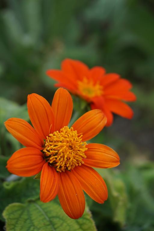 Tithonia rotundifolia, 'Fiesta del Sol'