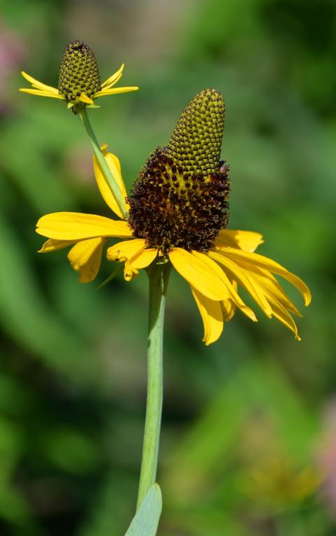 Rudbeckia maxima