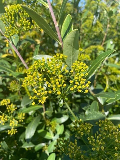 Bupleurum fruticosum