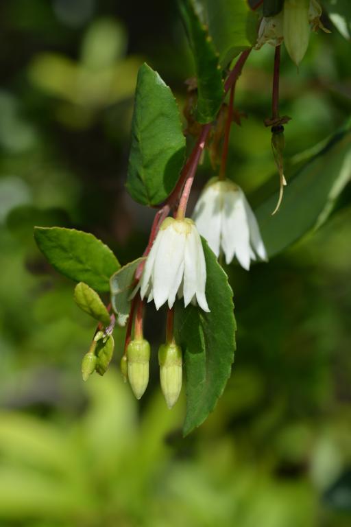 Crinodendron patagua