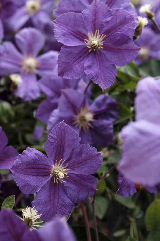 Clematis viticella