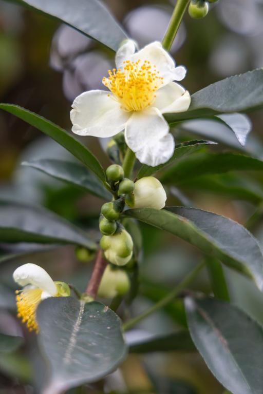 Camellia sinensis