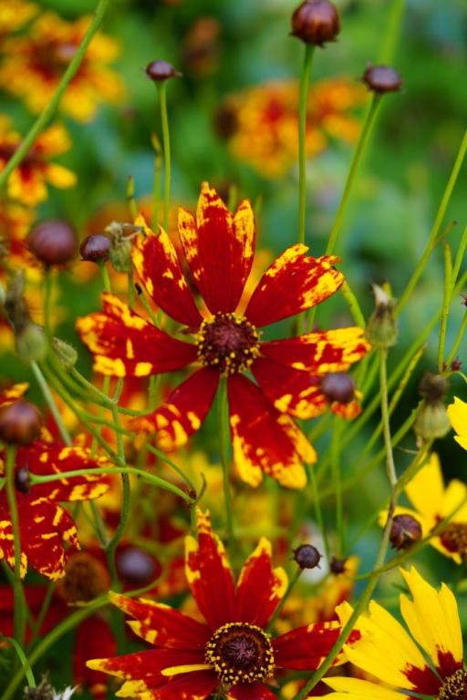 Coreopsis tinctoria, 'Radiata Tigrina'