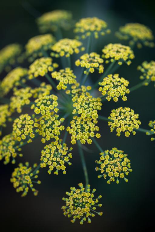 Sweet Fennel