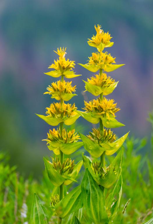 Gentiana lutea