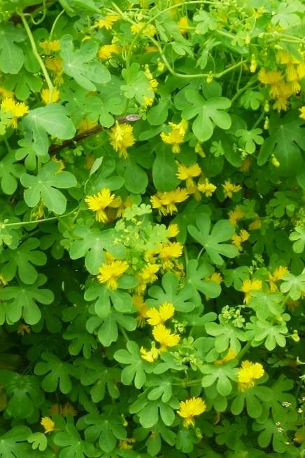 Tropaeolum peregrinum