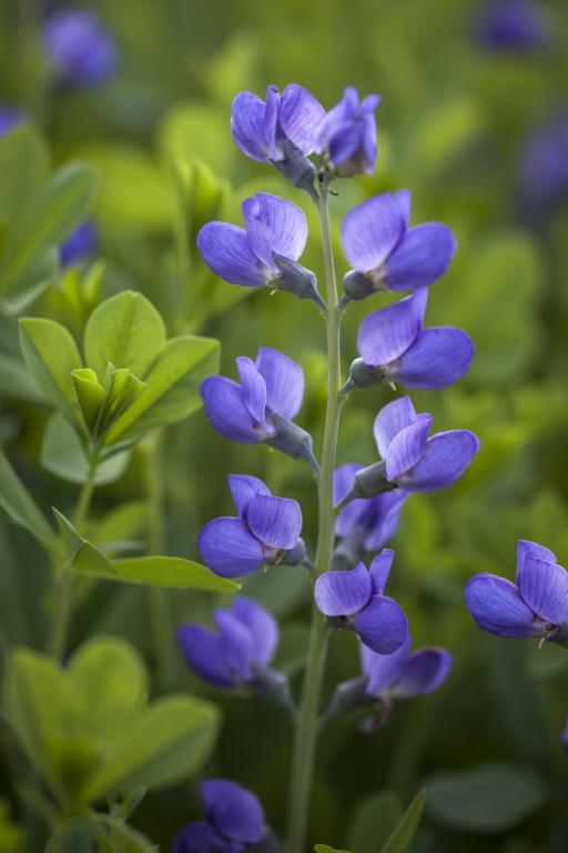 Baptisia australis