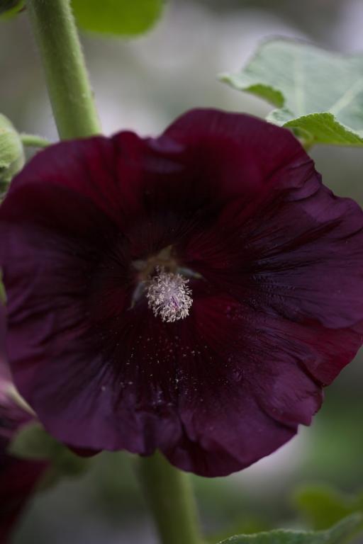 Alcea rosea var. nigra