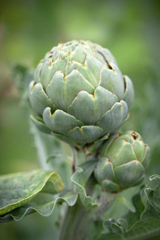 Artichoke, 'Green Globe'