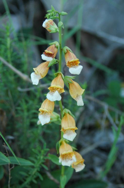 Digitalis laevigata