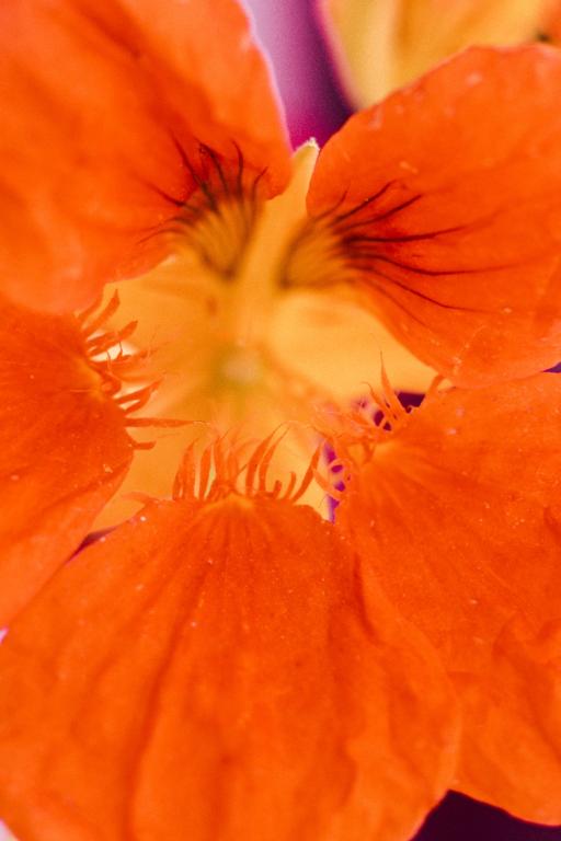 Tropaeolum majus, Tall Mixed