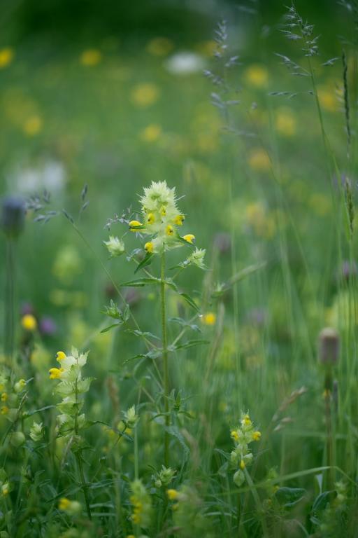 Rhinanthus minor