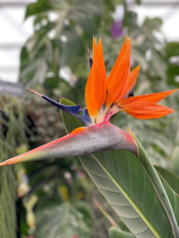 Strelitzia juncea