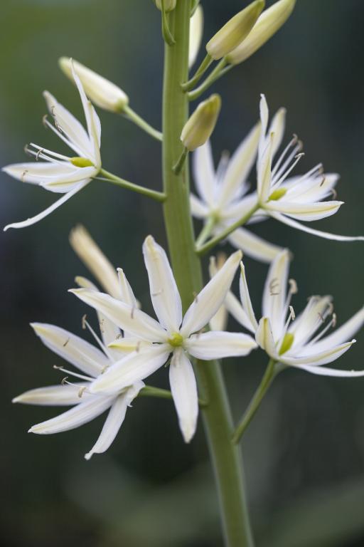 Camassia leichtlinii var. alba