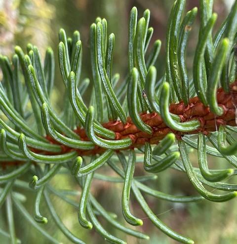Picea abies