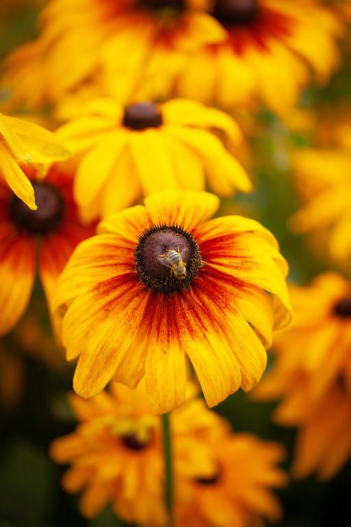 Rudbeckia hirta, 'Autumn Forest'