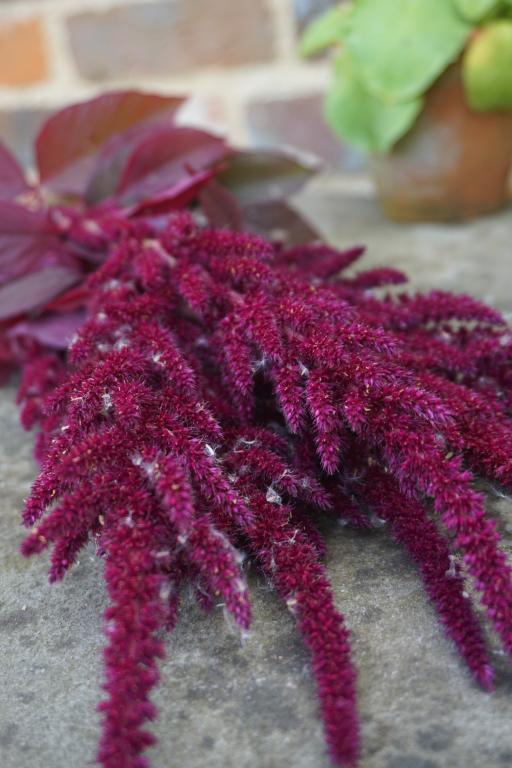 Amaranthus cruentus, 'Oeschberg'