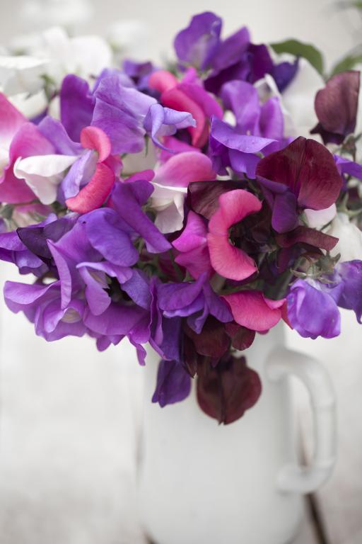 Lathyrus odoratus, 'Royal Family Mixed'