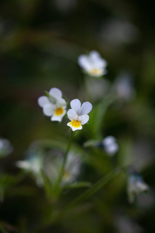 Viola arvensis