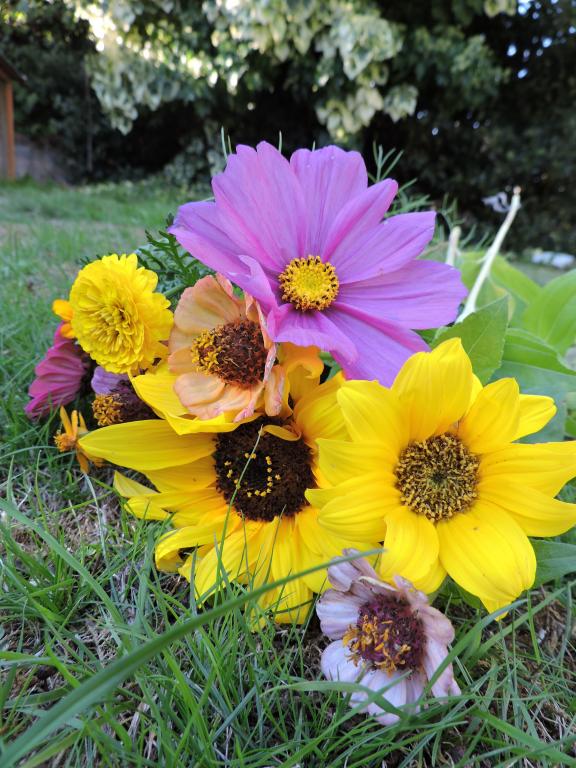 Children's Flower Mixture