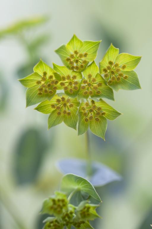 Bupleurum rotundifolium, 'Griffithii'