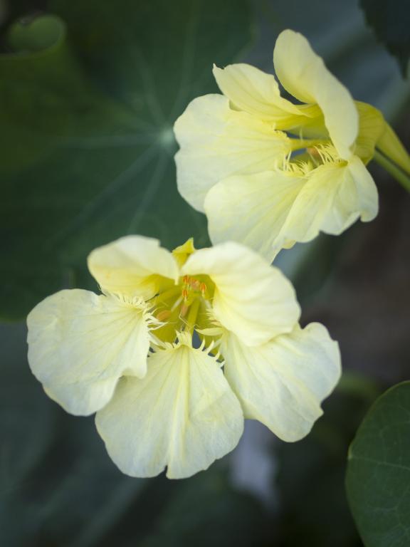 Tropaeolum majus, 'Milkmaid'
