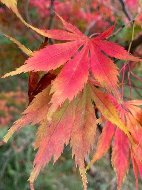Acer palmatum