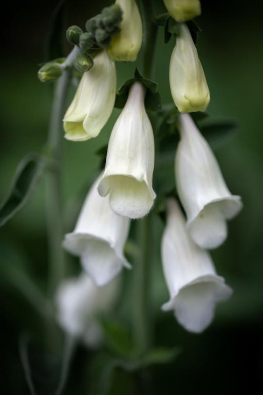 Digitalis purpurea ssp. heywoodii, 'Silver Fox'