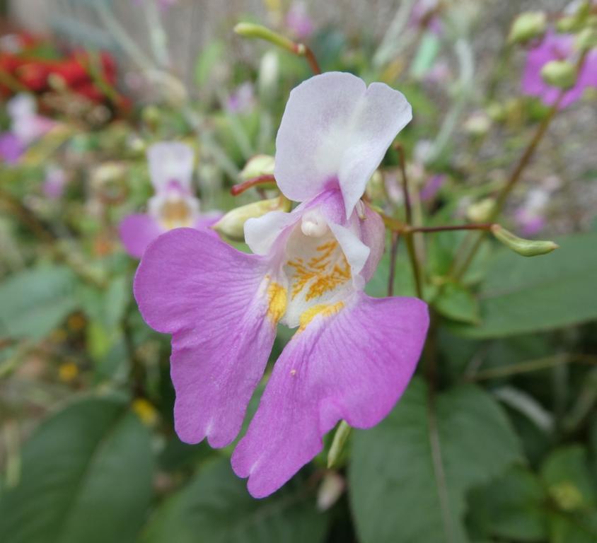 Impatiens balfourii