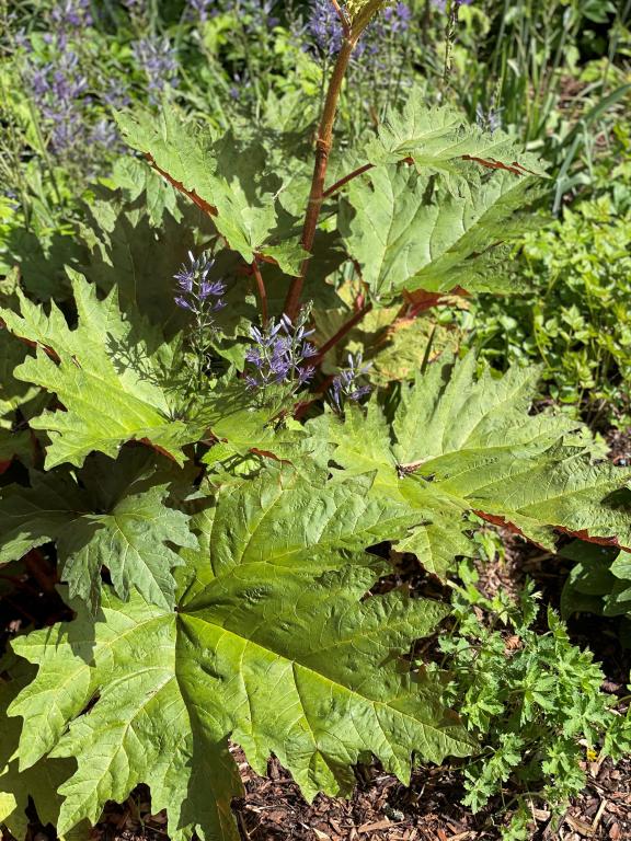 Rheum palmatum var. tanguticum