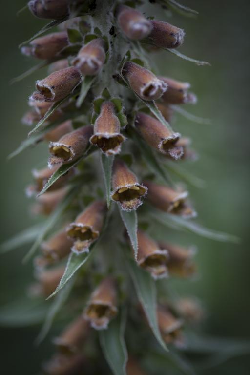 Digitalis parviflora
