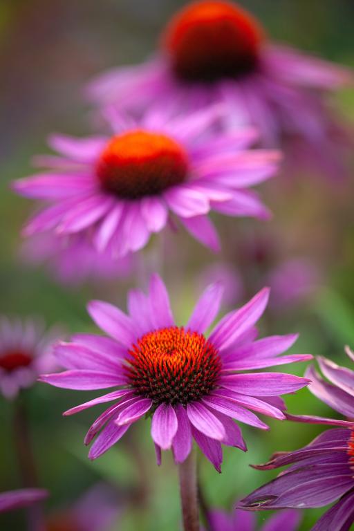 Echinacea purpurea, 'Magnus'