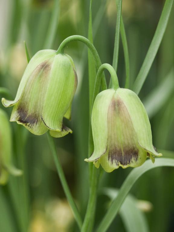 Fritillaria acmopetala
