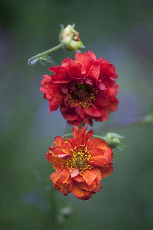 Geum chiloense, 'Blazing Sunset'
