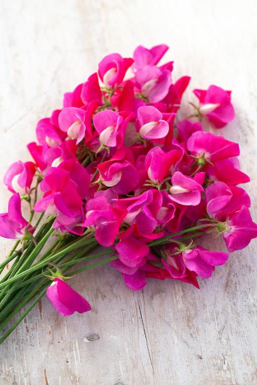 Lathyrus odoratus, 'Annie B. Gilroy'